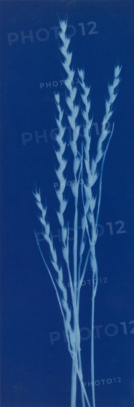 Darnel, 1909.