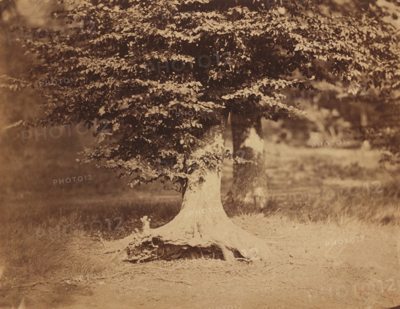 Beech Tree, Forest of Fontainebleau, c. 1856.