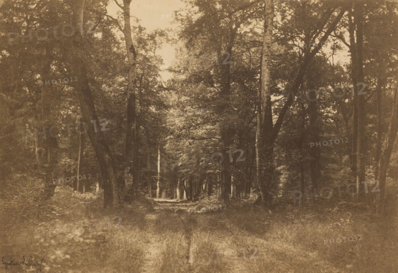 Bas-Bréau, Forest of Fontainebleau, 1849-1852.