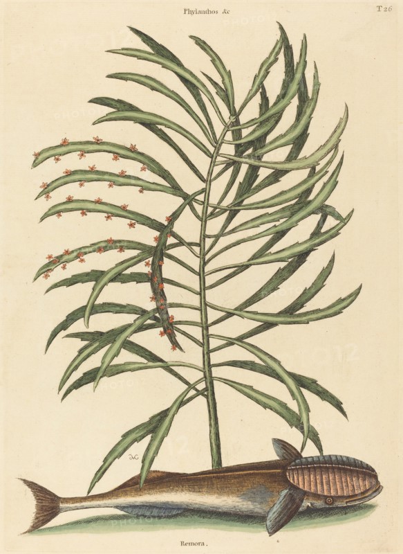 The Sucking Fish (Echeneis naucratis), published 1731-1743.