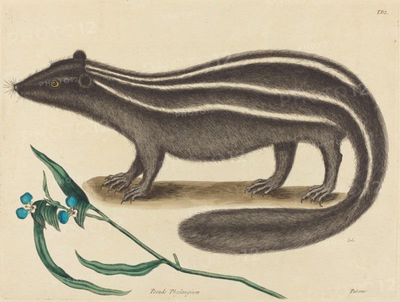 The Pole Cat (Viverra putorius), published 1731-1743.