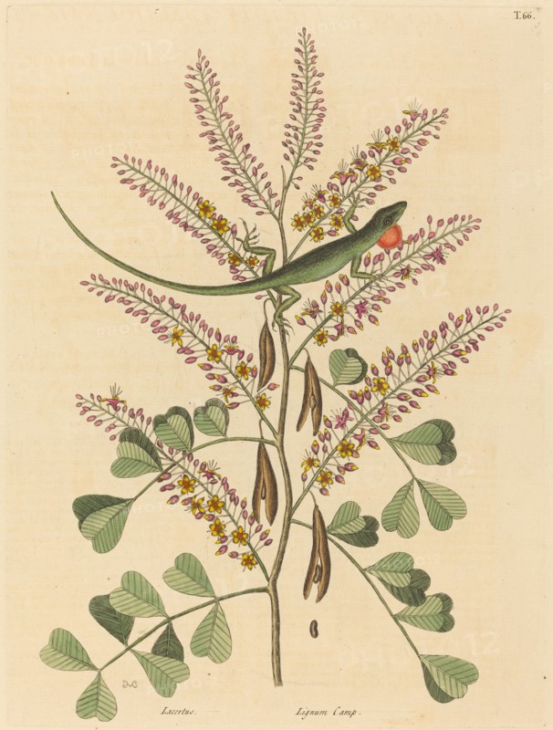 The Green Lizard of Jamaica (Lacerta bullaris), published 1731-1743.