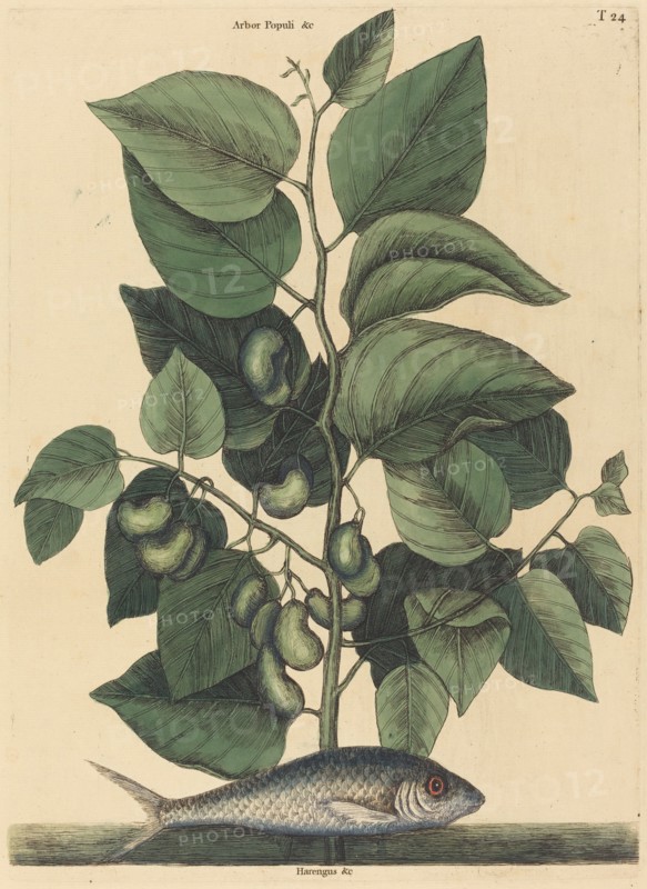 The Pilchard (Argentina carolina), published 1731-1743.