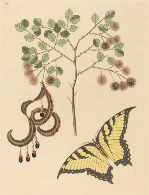 Cat's Claw (Mimosa circinalis), published 1731-1743.