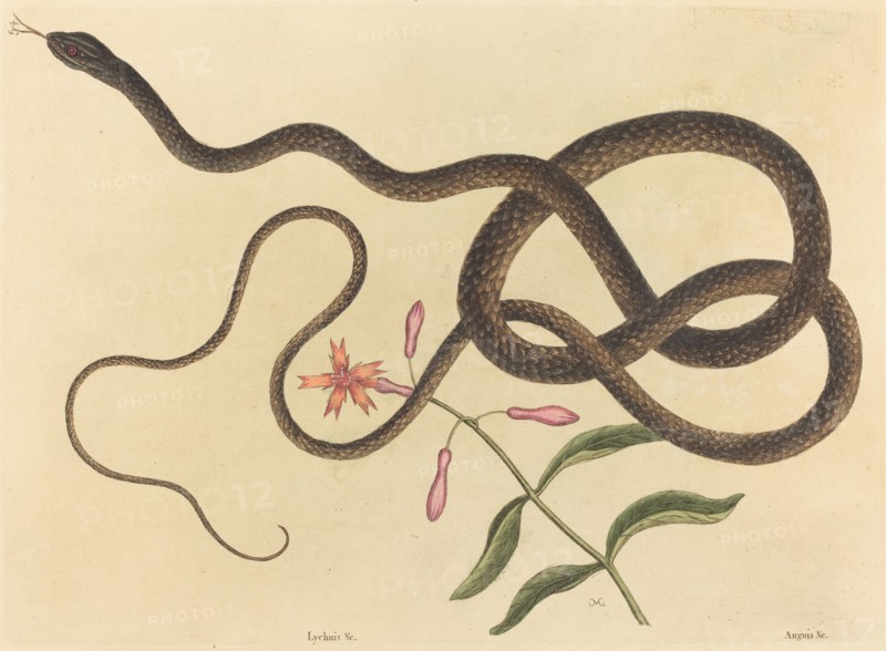 The Coach-whip Snake (Coluber flagellum), published 1731-1743.