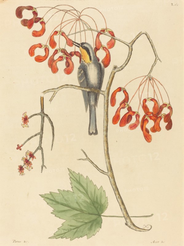 The Yellow Throated Creeper, published 1754.