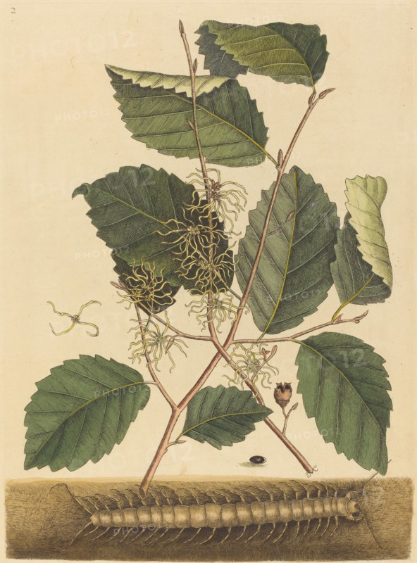 Centipede (Scolopendra morsitans), published 1731-1743.