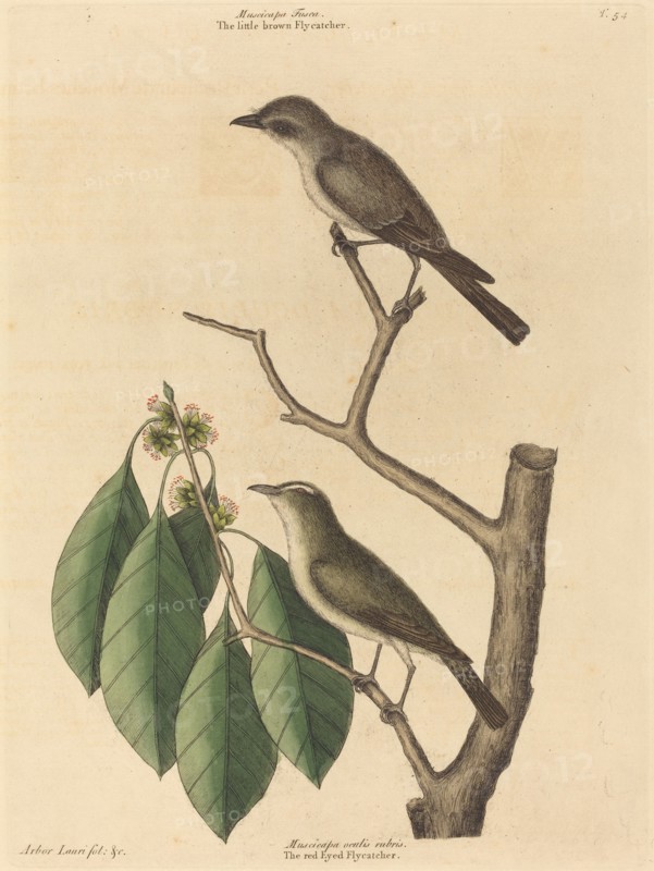 The Little Brown Flycatcher, published 1731-1743.