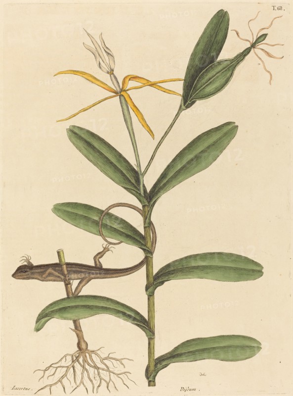 The Lyon Lizard (Lacerta 6-lineata), published 1731-1743.