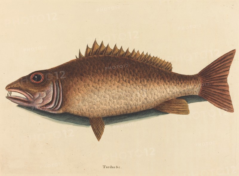 The Mangrove Snapper (Labrus griseus), published 1754.