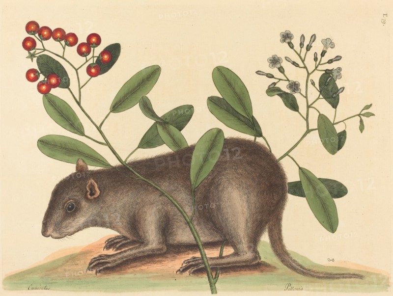 The Bahama Coney (Mus Monax), published 1754.