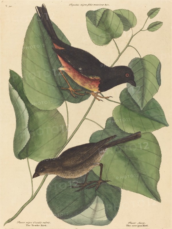 The Towhe Bird (Fringilla erythrophthalma), published 1754.