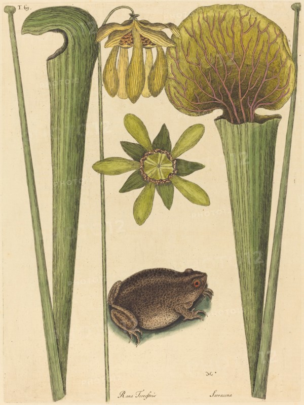 The Land Frog (Rana), published 1731-1743.