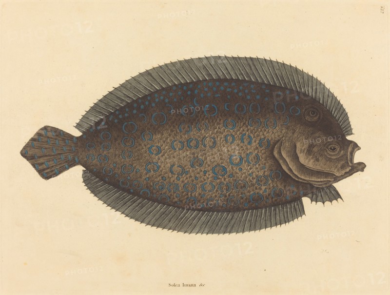 The Sole (Pleuronectes lunatus), published 1731-1743.