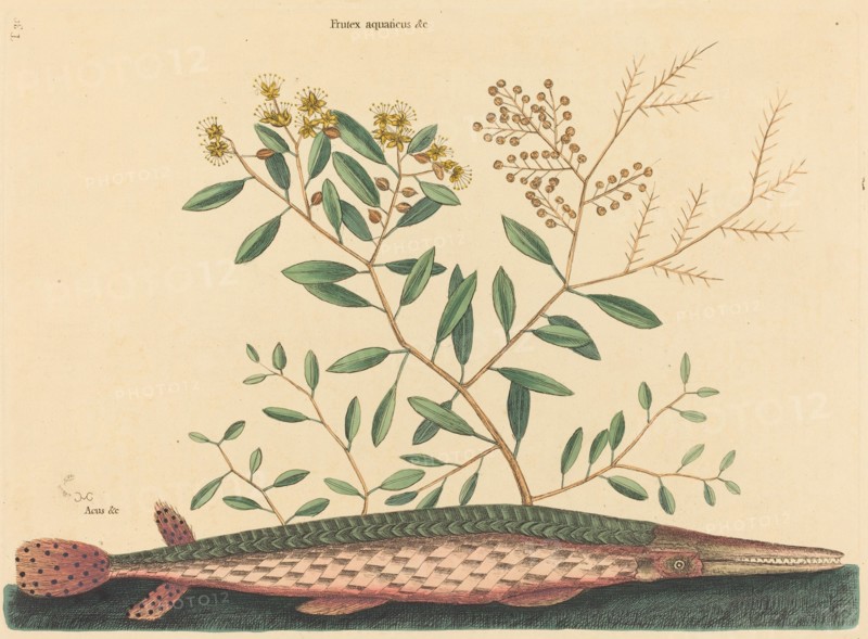 The Green Gar Fish (Esox osseus), published 1731-1743.