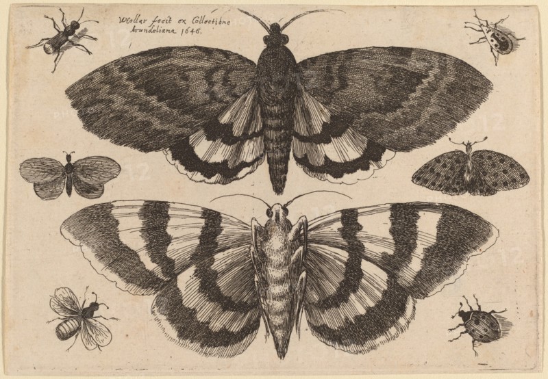 Two Moths and Six Insects, 1646.