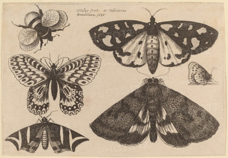 Three Moths, Two Butterflies, and a Bumble Bee, 1646.
