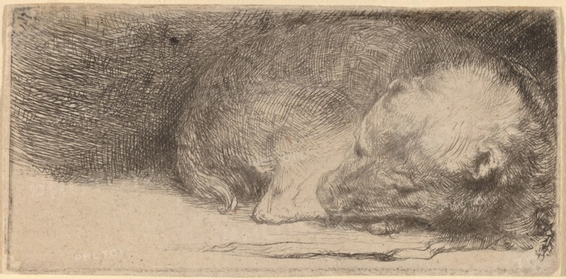 Sleeping Puppy, c. 1640.