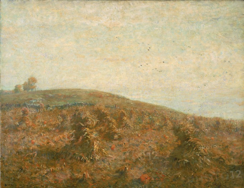The Cornfield.