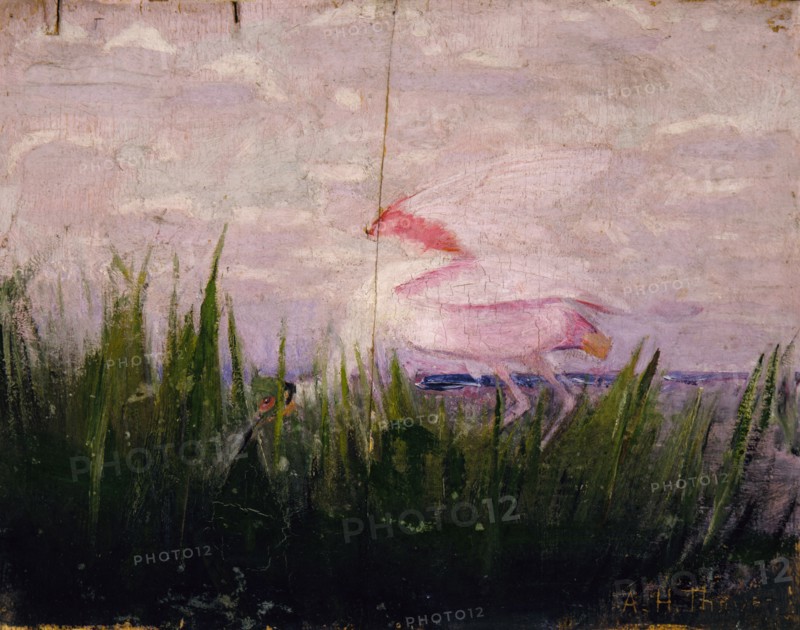 Roseate Spoonbill, study for book Concealing Coloration in the Animal Kingdom, ca. 1905-1909.