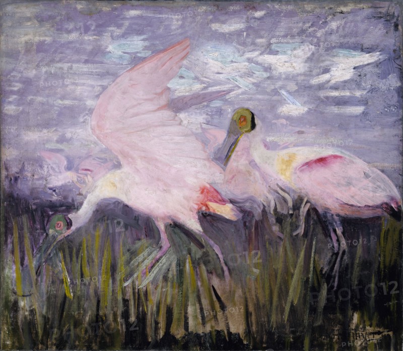 Roseate Spoonbills, study for book Concealing Coloration in the Animal Kingdom, ca. 1905-1909.