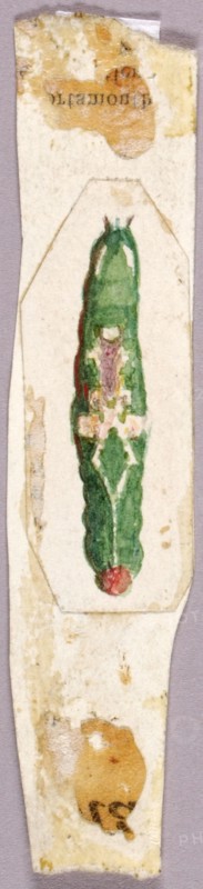 White Birch Leaf Edge Caterpillar, study for book Concealing Coloration in the Animal Kingdom.
