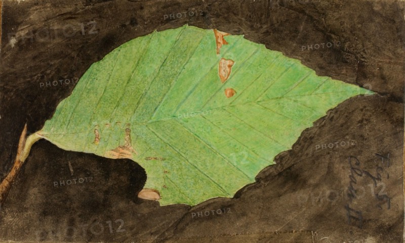 Smaller Spotted Beach Leaf Edge Caterpillar, study for book Concealing Coloration in the Animal Kingdom, late 19th-early 20th century.