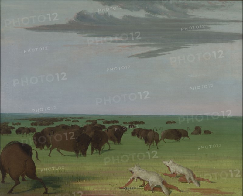Buffalo Hunt under the Wolf-skin Mask, 1832-1833.