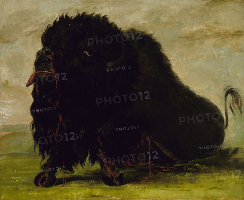 Dying Buffalo, Shot with an Arrow, 1832-1833.