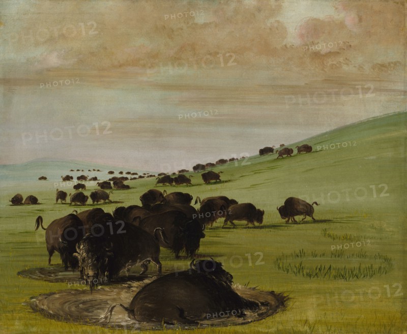 Buffalo Bulls in a Wallow, 1837-1839.