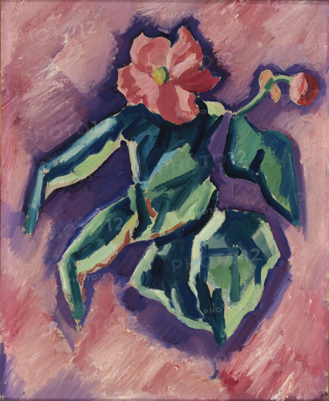 Pink Begonias, 1928-1929.