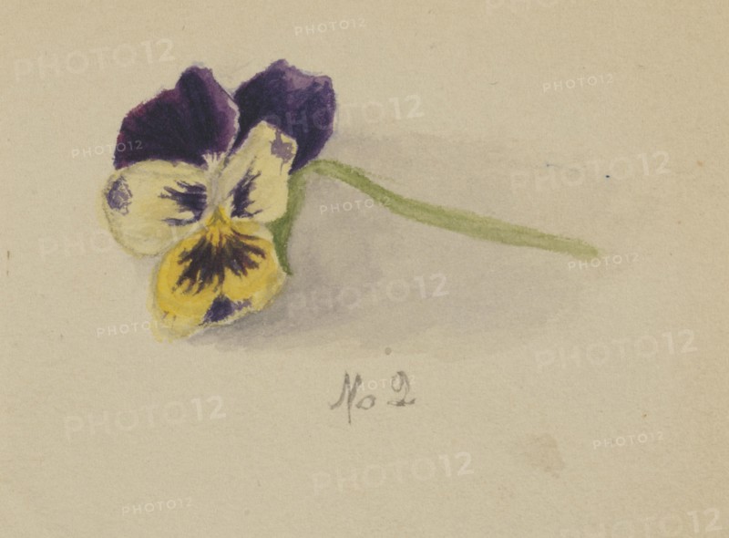 Untitled (Pansy), 1872.