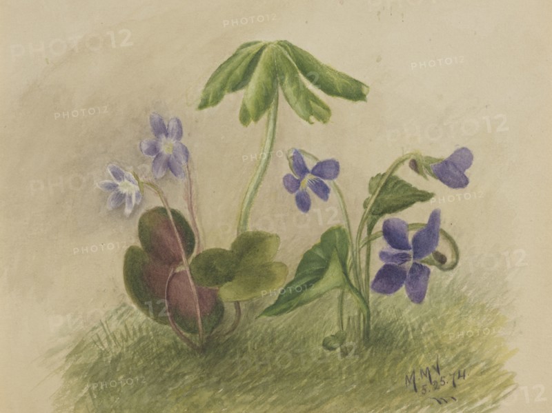 Untitled, 1874.