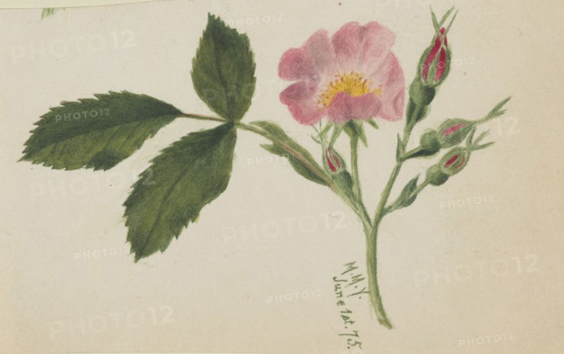 Pink Rose, 1875.