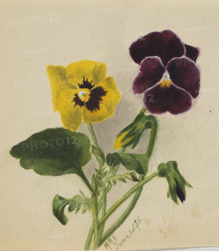 Untitled (Pansies), 1875.