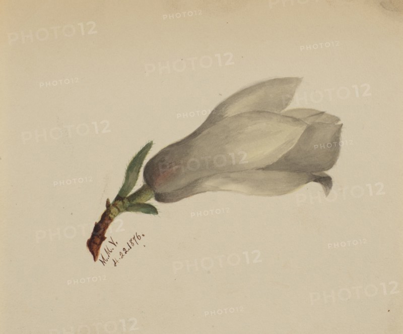 (Untitled--Flower Study), 1876.