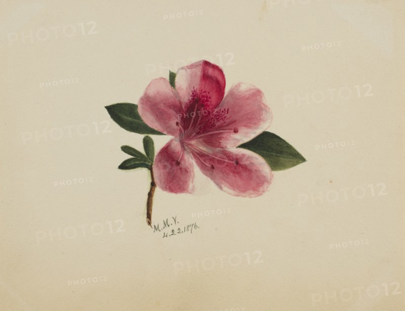 (Untitled--Flower Study), 1876.