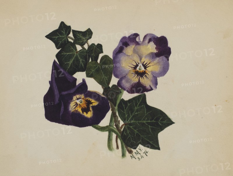 Untitled (Pansies and Ivy), 1876.