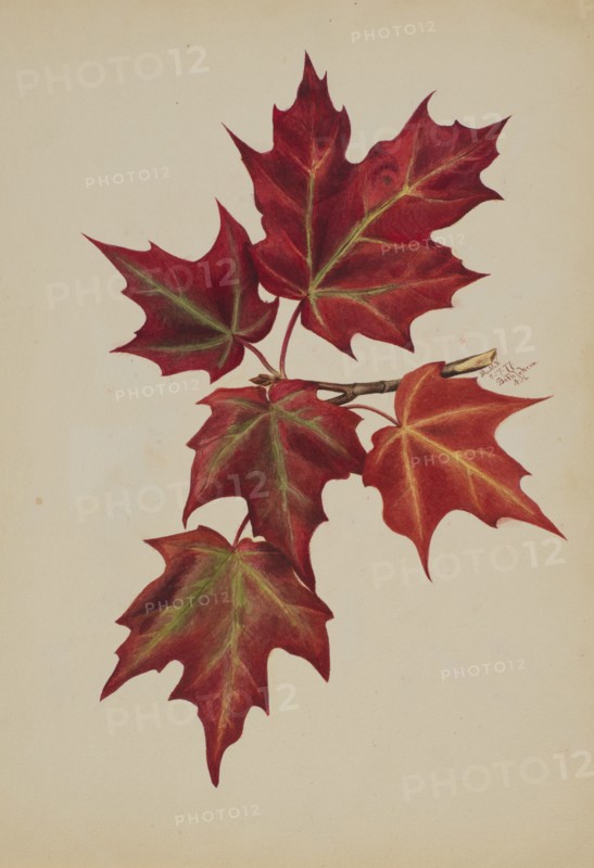 Untitled (Autumn Leaves), 1877.