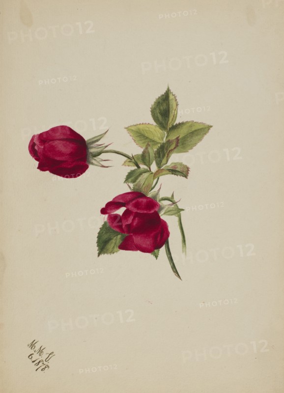 (Untitled--Rose), 1878.