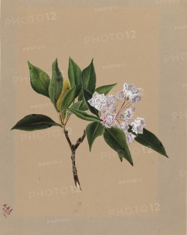 Mountain Laurel (Kalmia latifolia), 1879.