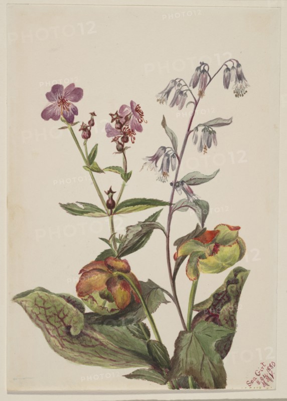 Meadow Beauty (Rhexia virginica), Rattlesnake Roat (Nabalus albus), Pitcherplant (Sarracenia purpurea), 1880.