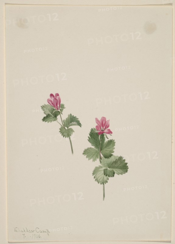 Rubus articus, 1881.