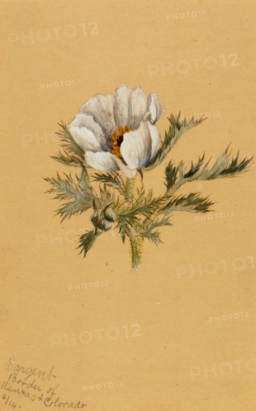 (Untitled) (Flower Study), 1883.