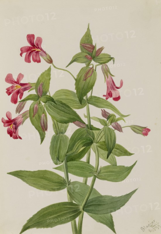 Lewis Monkey Flower (Mimulus lewisii), 1899.