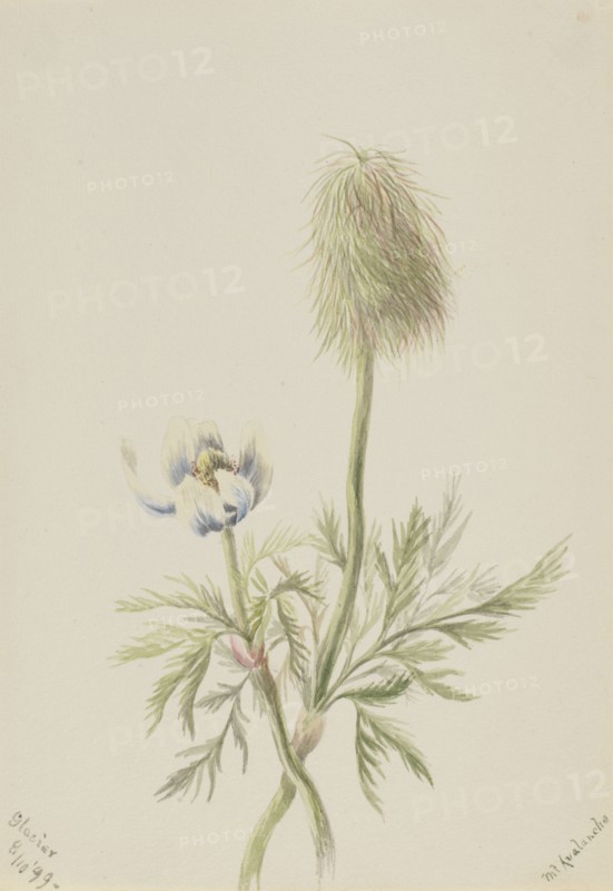 Pulsatilla occidentalis, 1899.