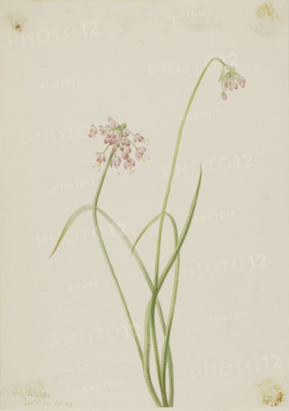 Nodding Onion (Allium cernuum), 1901.