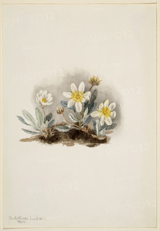 White Dryad (Dryas octopetala), 1902.
