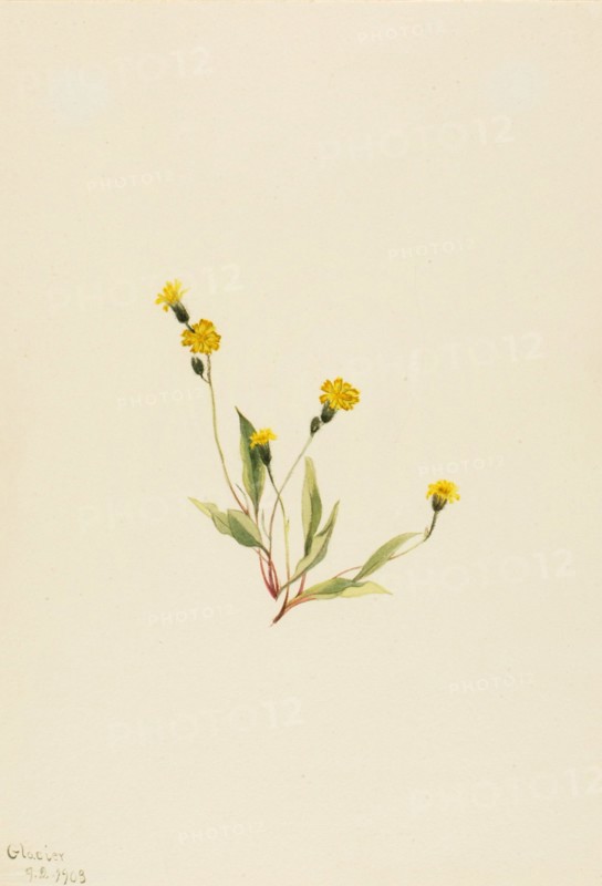 Heieracium gracile, 1903.