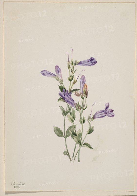 Penstemon (Penstimon fruiticosus), 1903.